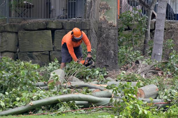 Best Arborist Consultation Services  in Lake Belvedere Estates, FL